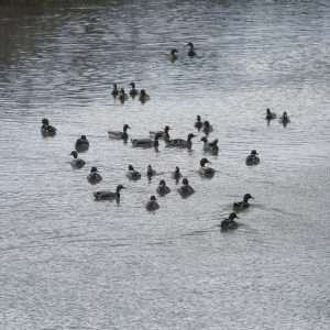 Irita-Astiko hezegunea