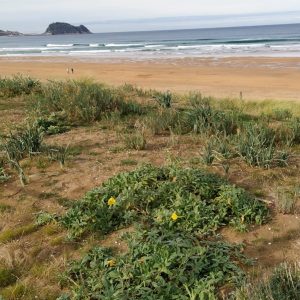 dunas en zarautz