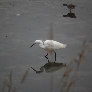 Garza txuria Zauratzen